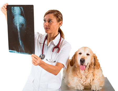 Hobart Animal Clinic | 24 Hour Vet | Northwest Indiana | Pet Boarding