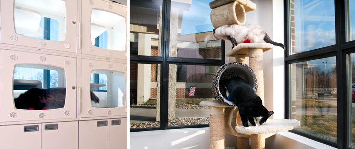 Boarding facilities hot sale for cats