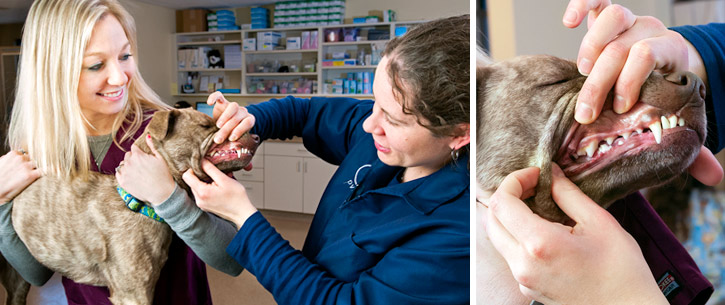 Veterinary Dentistry Northwest Indiana