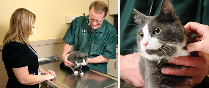 Pet Wellness Exams Vaccinations Northwest Indiana Hobart Animal