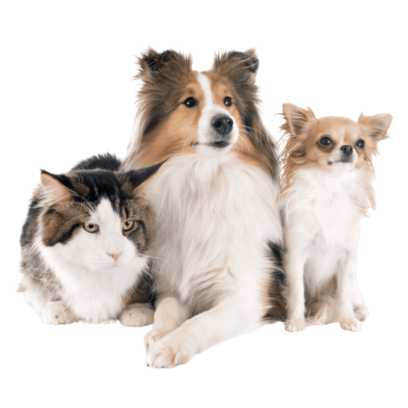 2 dog and a cat sitting together