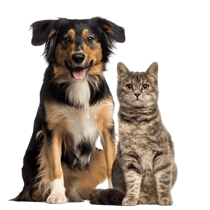 dog with a stipped cat