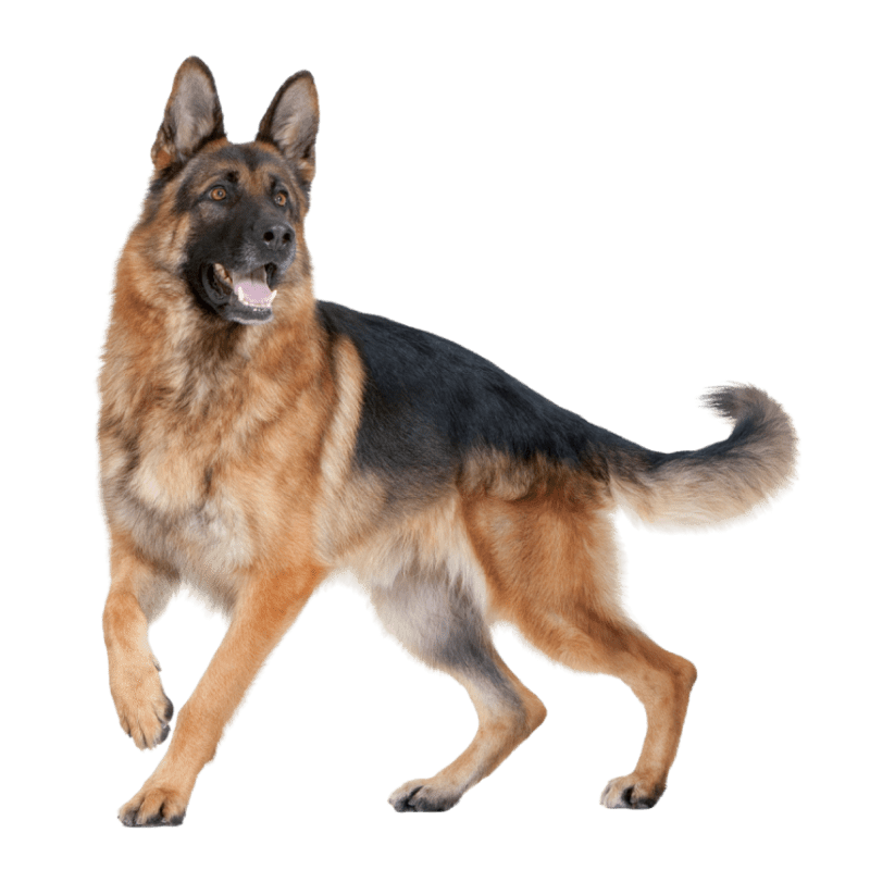 german shepard walking