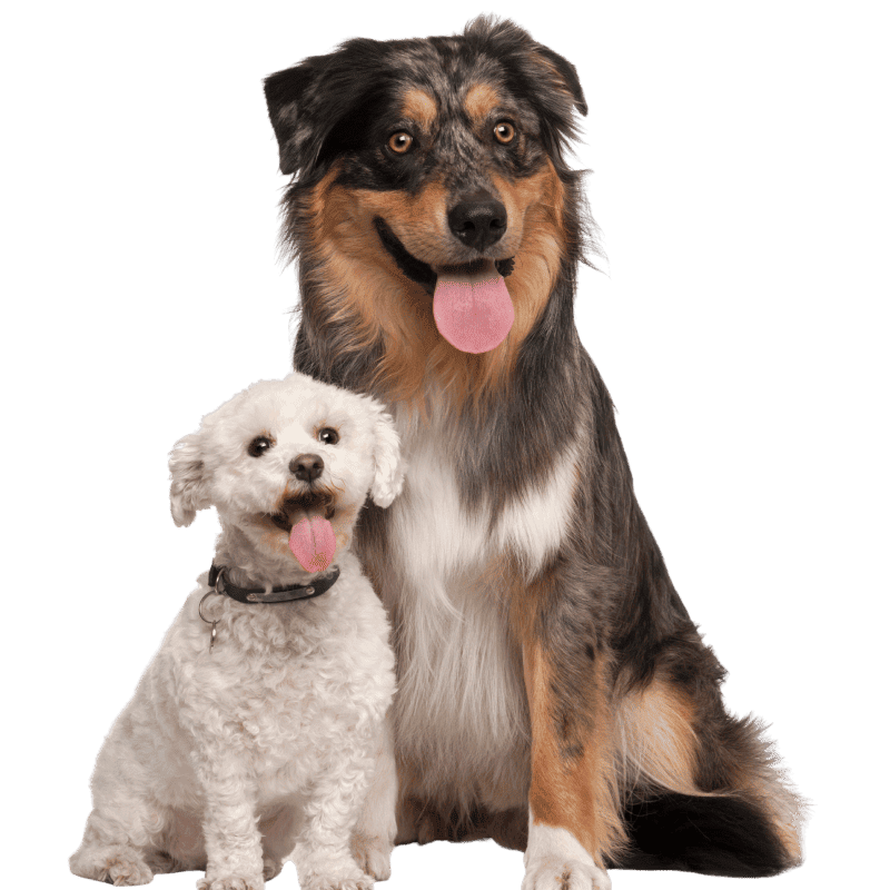 small white dog with a bigger dog