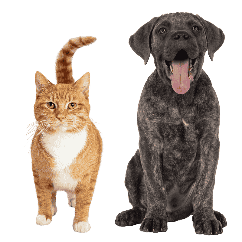 yellow cat and black dog