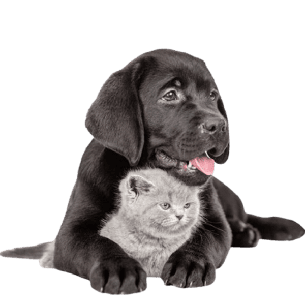black puppy with grey kitten